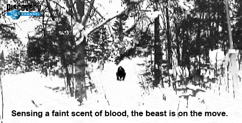 beastonthemove